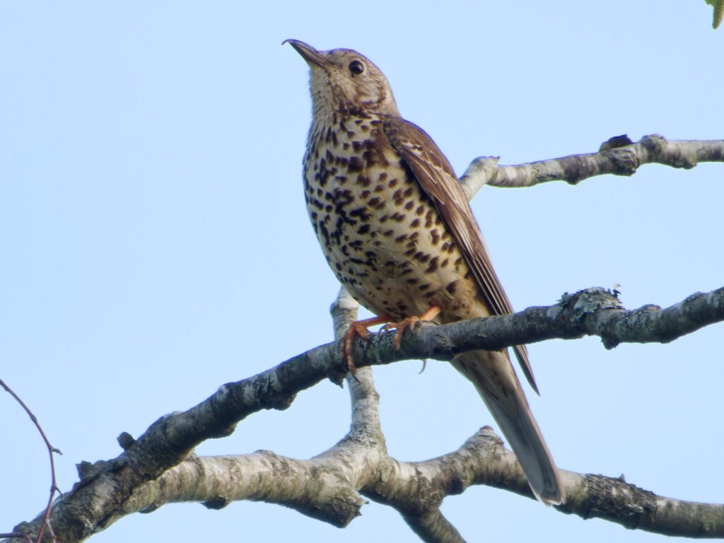 Photo of Mistle Thrush